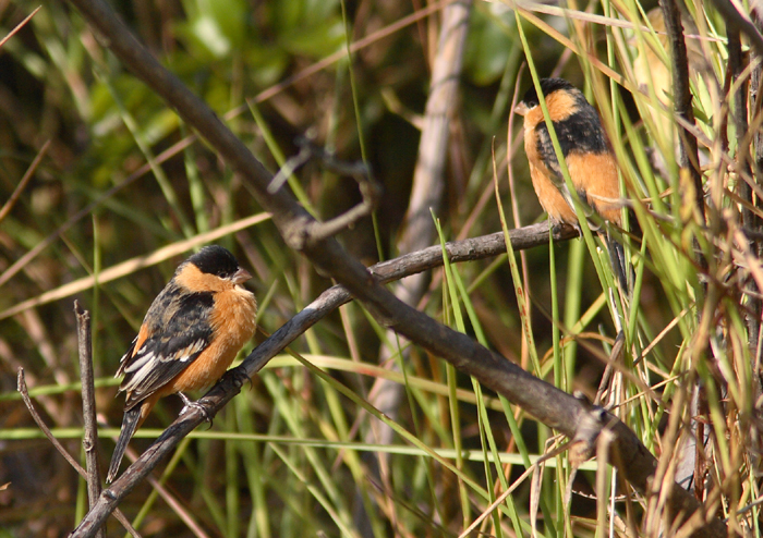 Black-and-tawny Seedeater