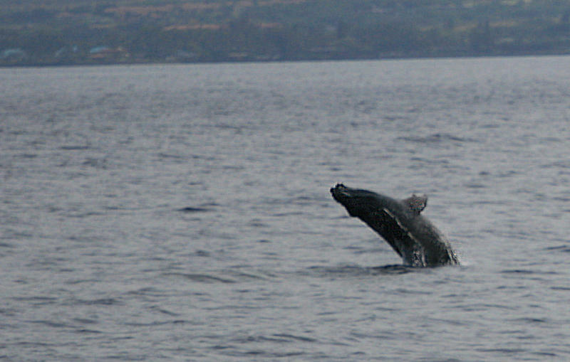 1Baby Humpback.jpg