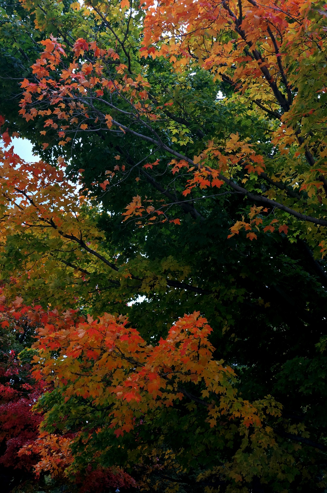 Fall Contrast