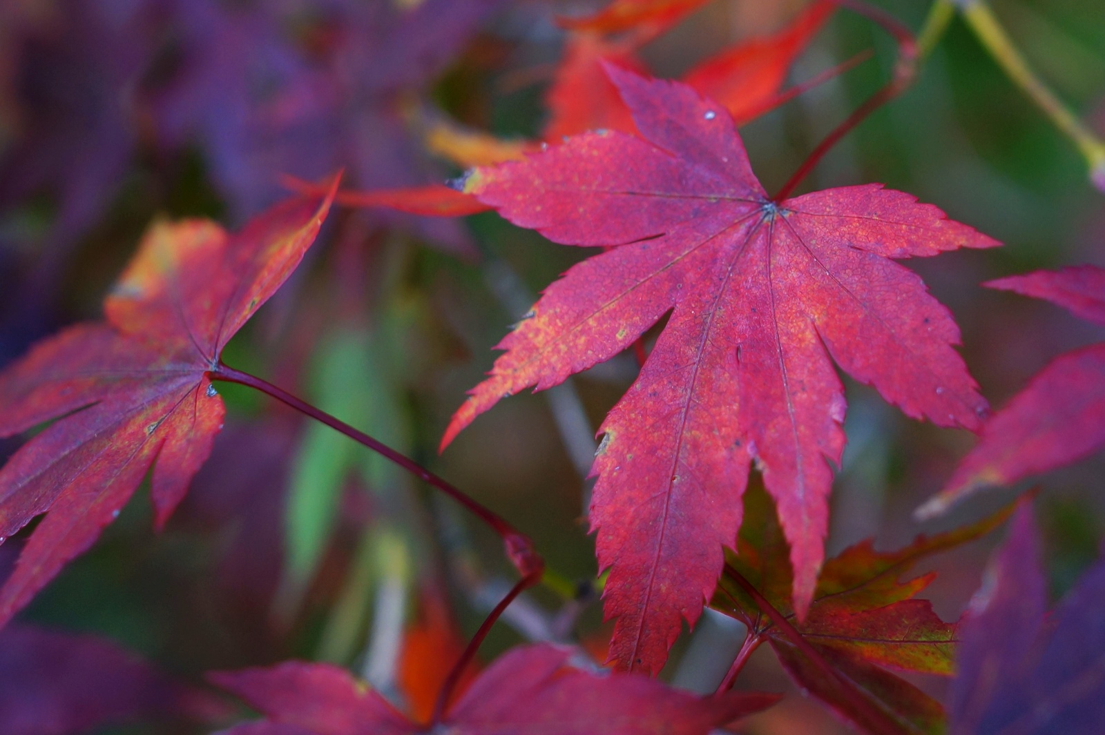 Exotic Maple