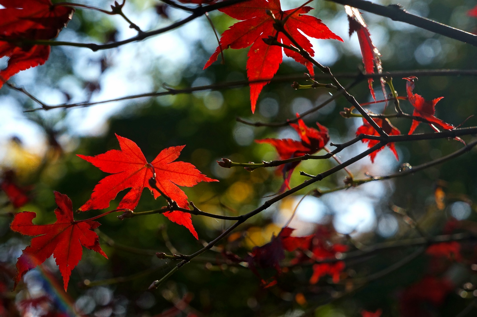 Bright Red