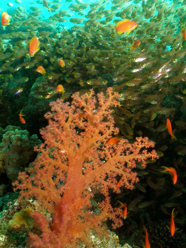 Soft Coral & Fish at Moses Rock