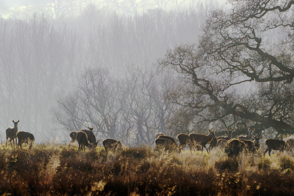 alert in Eastnor Deer park