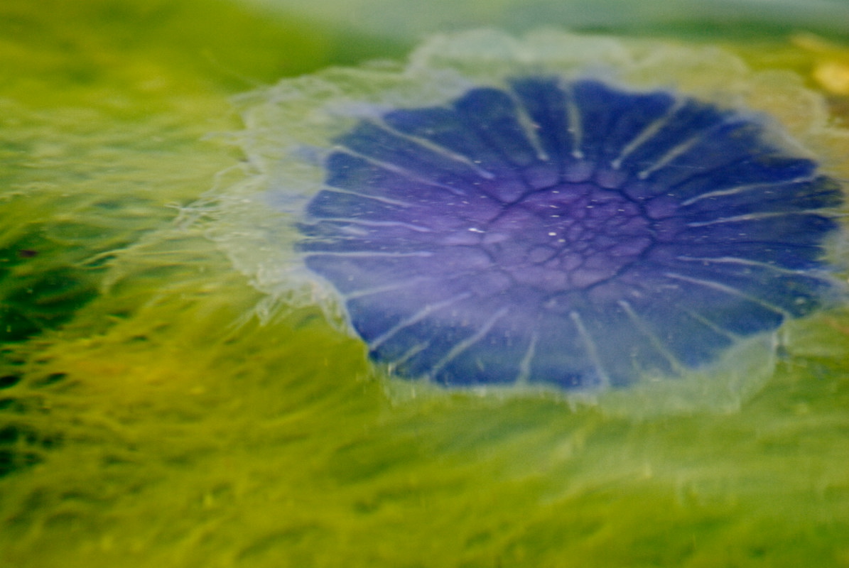 jellyfish on Towan beach (harmless)