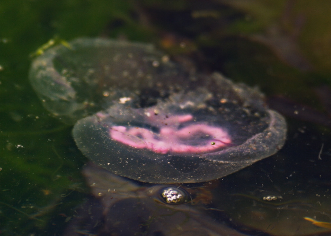 photographing jellyfish