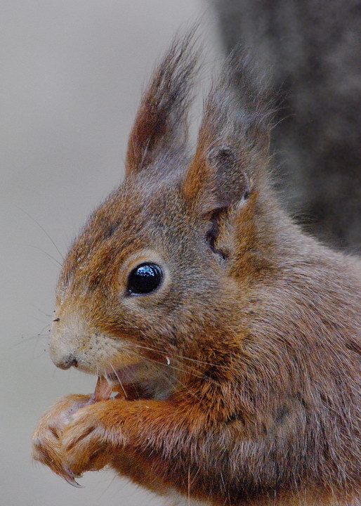 red squirrel - Sciurus vulgaris