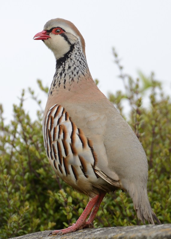 red-legged partridge