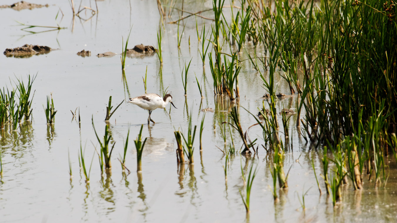 Avocet