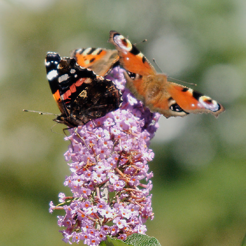 butterfly bank holiday