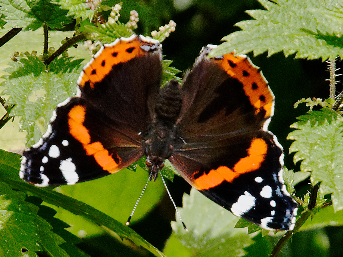 red admiral 3