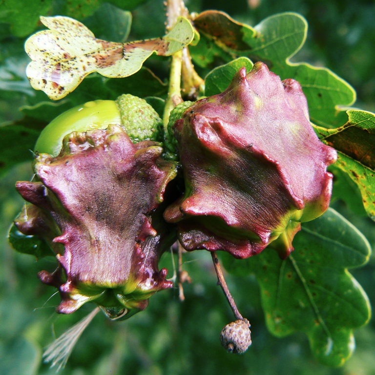 knoppern or acorn gall, caused by C. quercus-calycis (http://www.fao.org/docrep/005/y4351e/y4351e0d.htm)