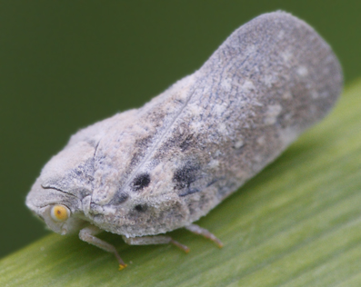 Metcalfa pruinosa