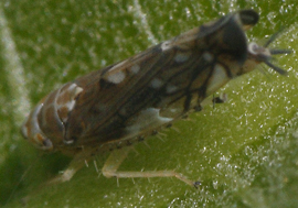 hopper 2E1Z9826.jpg