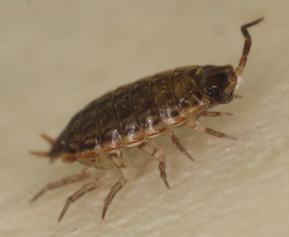 woodlouse2E1Z0617.jpg