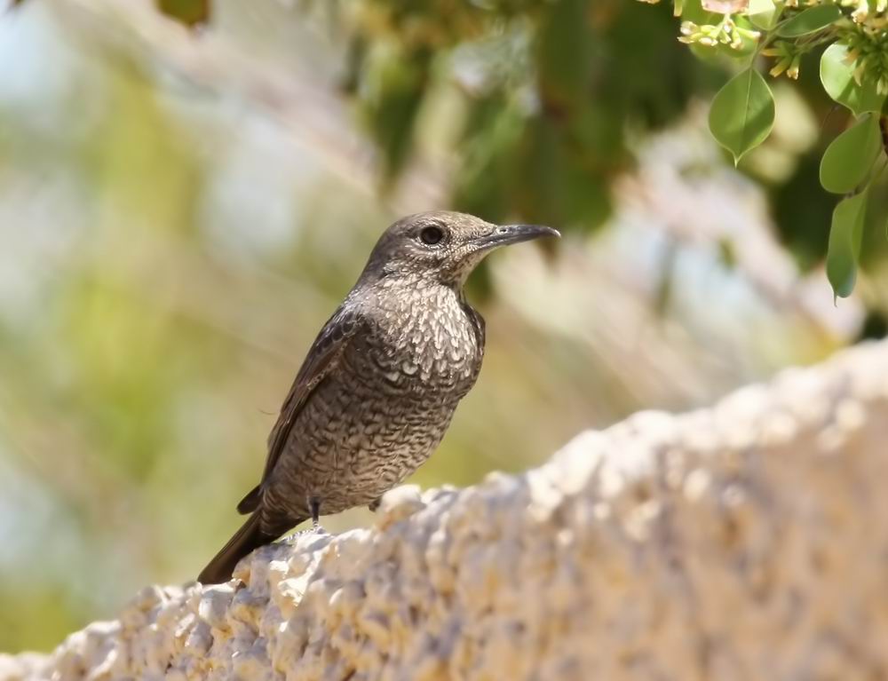 Blue Rock Thrush (Bltrast) Monticola solitarius