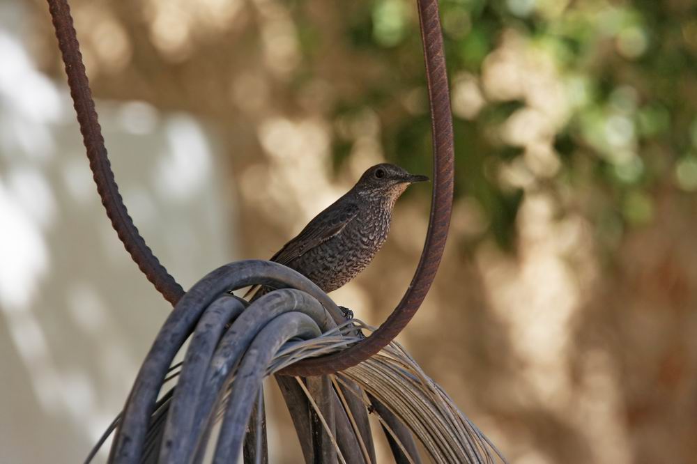 Blue Rock Thrush (Bltrast) Monticola solitarius