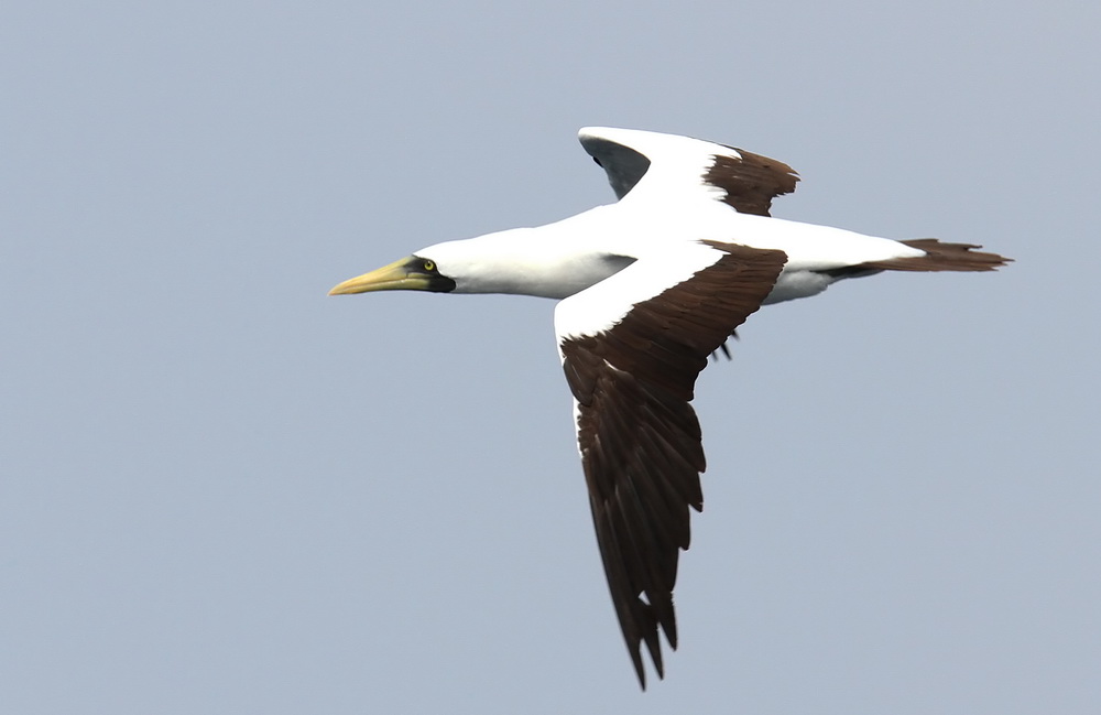 Masked  Booby (Masksula) Sula dactylatra