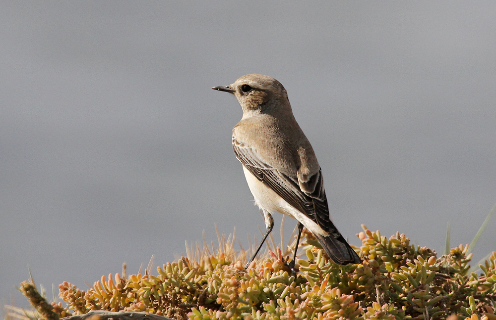 Desert Wheatear (kenstenskvtta) Oenanthe deserti - IMG_9792