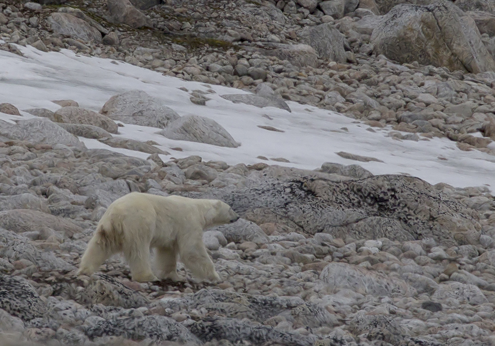 Polar bear (Ursus maritimus) CP4P1480.jpg