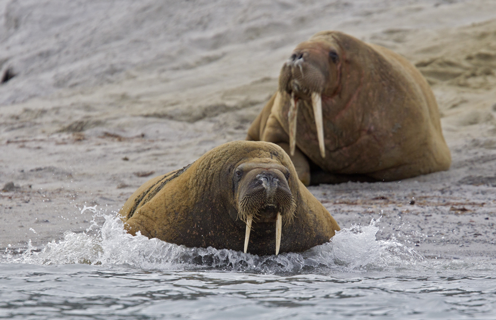 Walrus (Odobenus rosmarus) CP4P1617.jpg