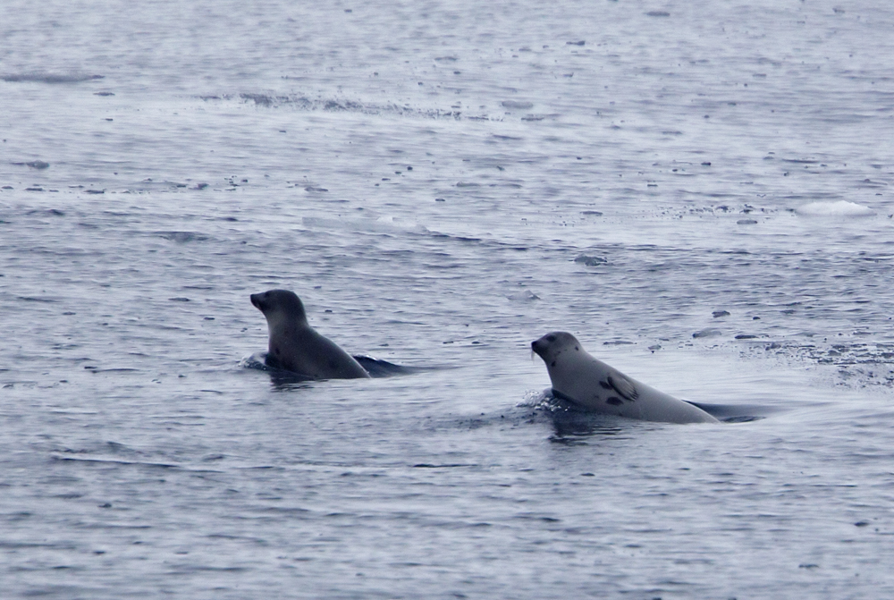 Harp Seal (Grnlandssl)  Pagophilus groenlandicus CP4P1978.jpg