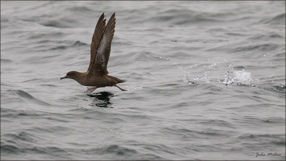 Sooty Shearwater