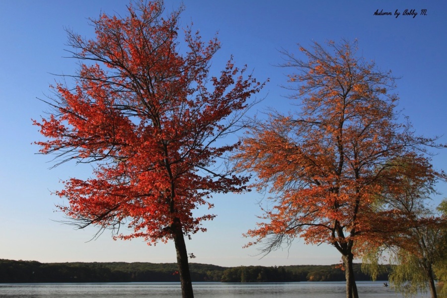 Colored trees