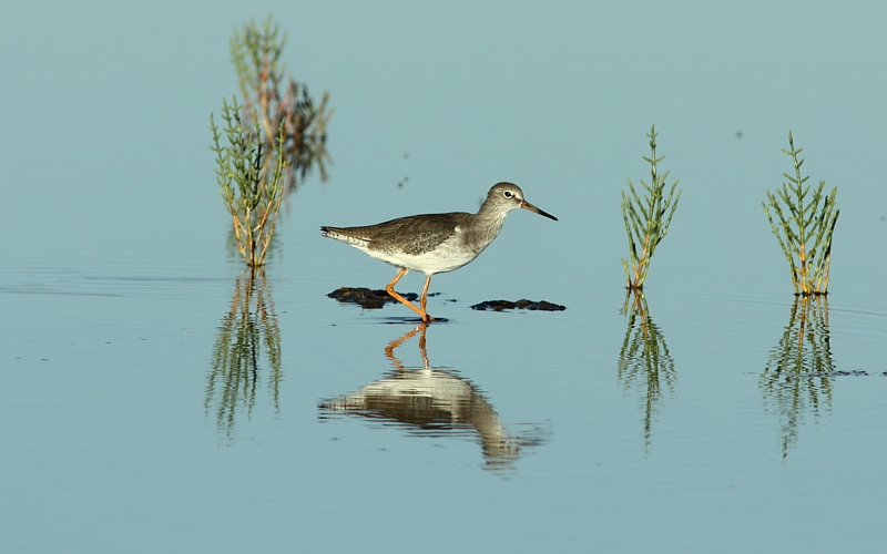 Common Redshank