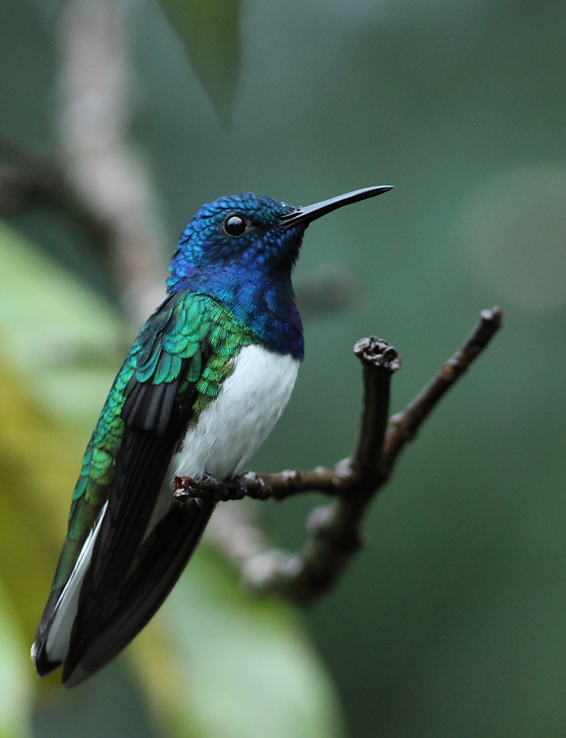 White-necked Jacobin