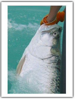 Landing a tarpon1.jpg