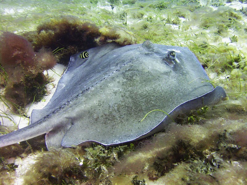 Stingray Cozumel 2 22 11a.jpg