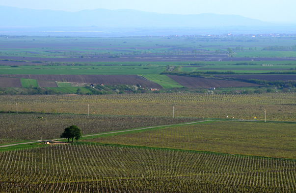 Vineyard 2009