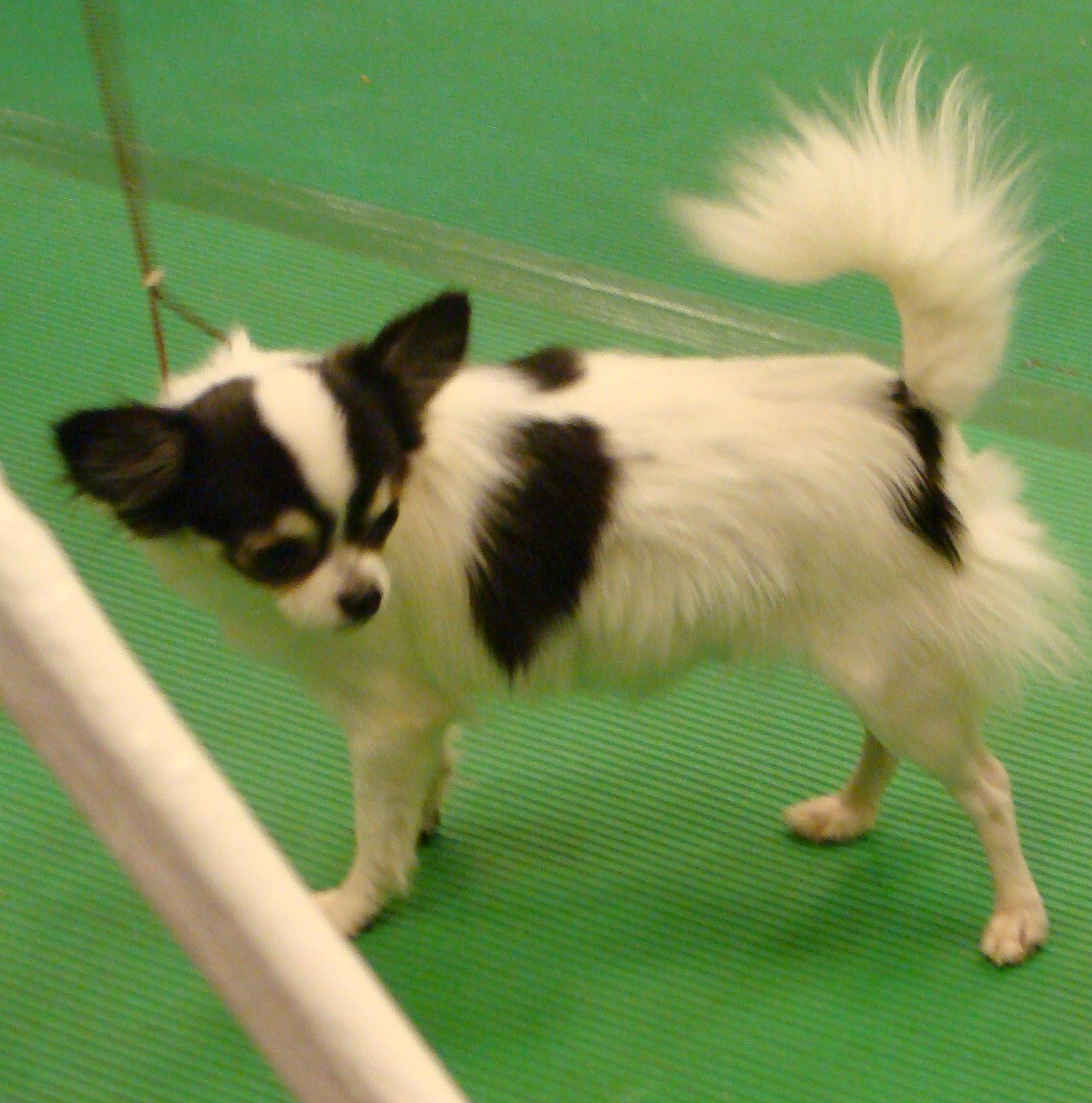 DSC00654-1.JPG