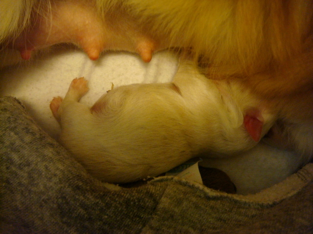 Cream girl-1 day old
