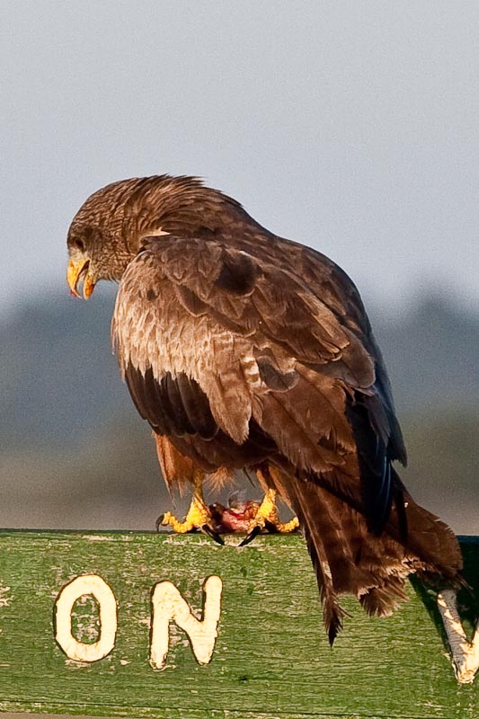 Yellow-billed Kite