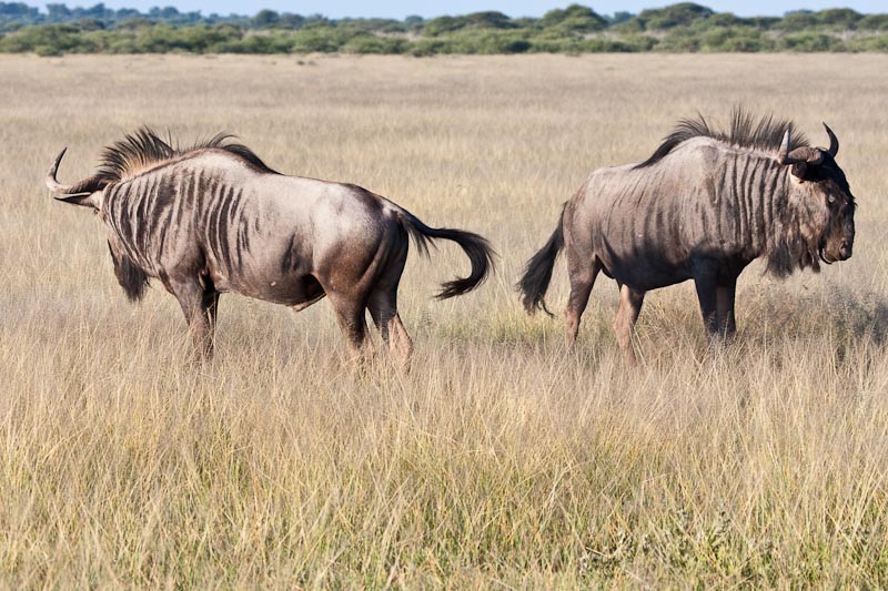 Wildebeest