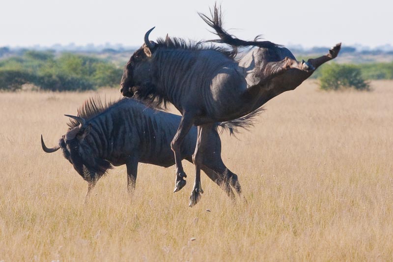 Wildebeest at Play
