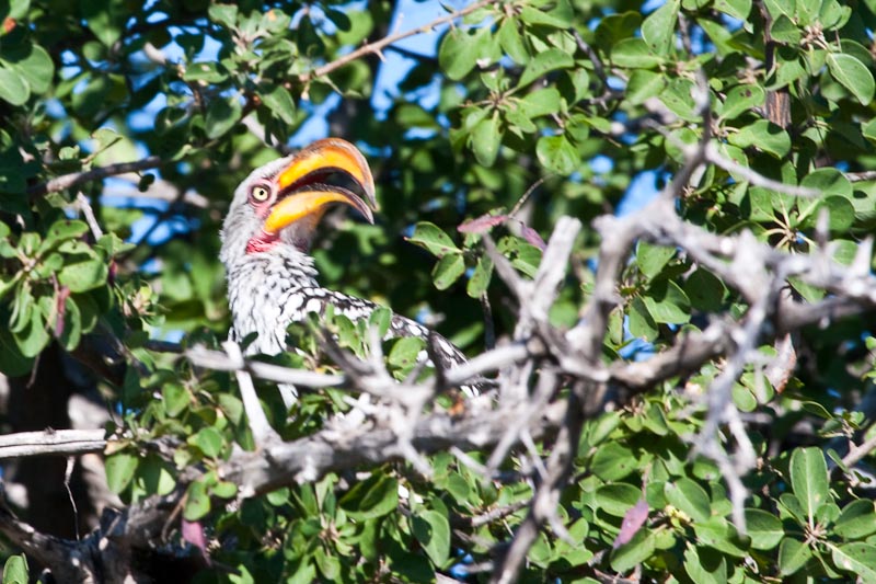 Yellow-billed Hornbill