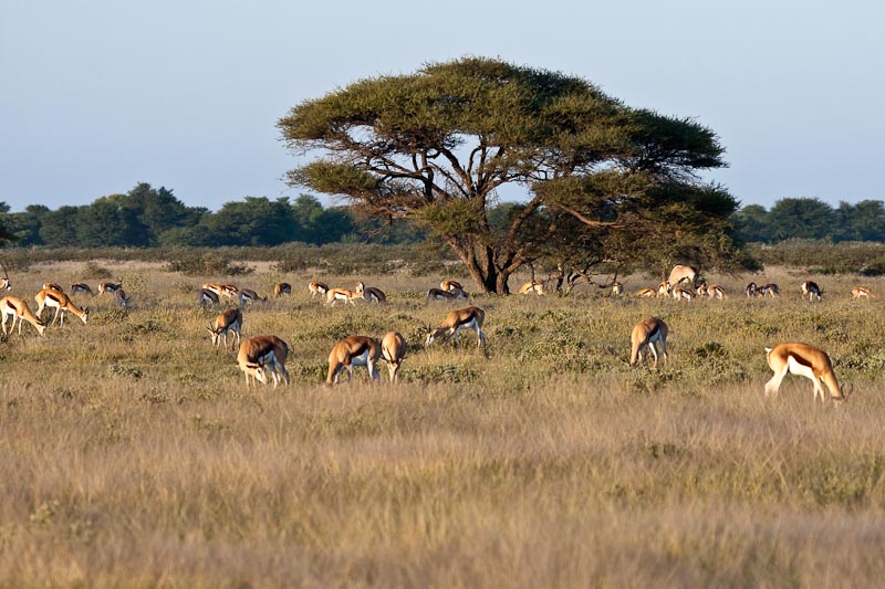 Springbok