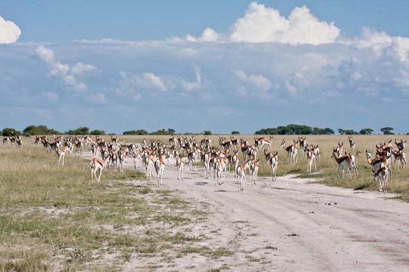Springbok
