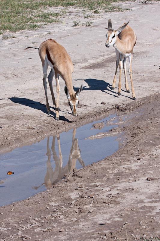 Springbok