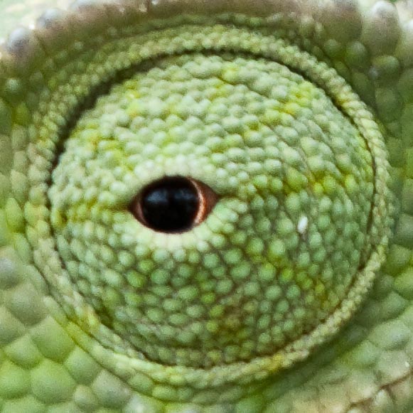 G10 100% Crop
