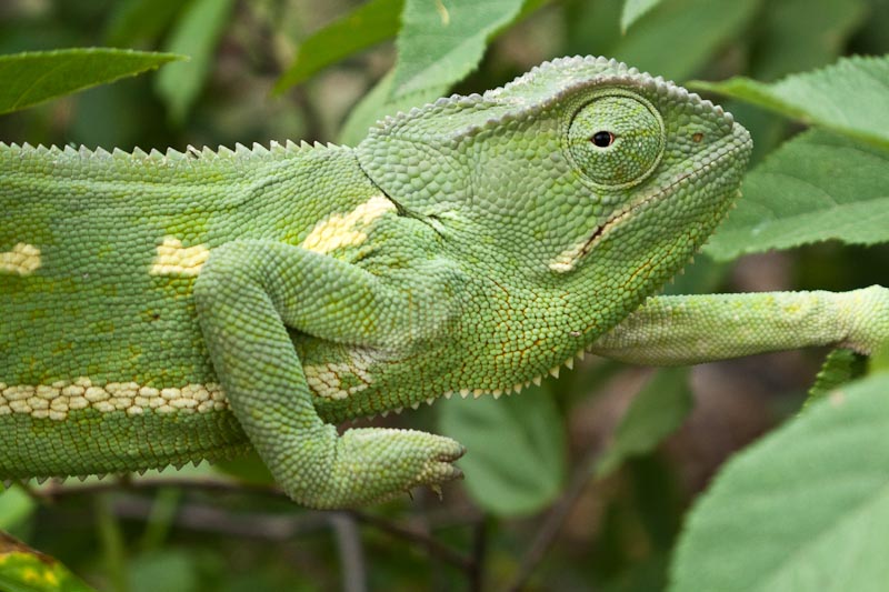 Chameleon