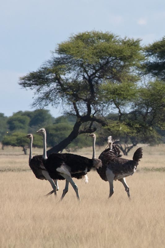 Ostrich