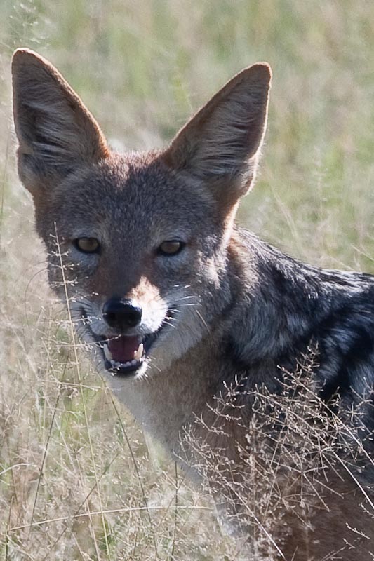 Black-backed Jackal