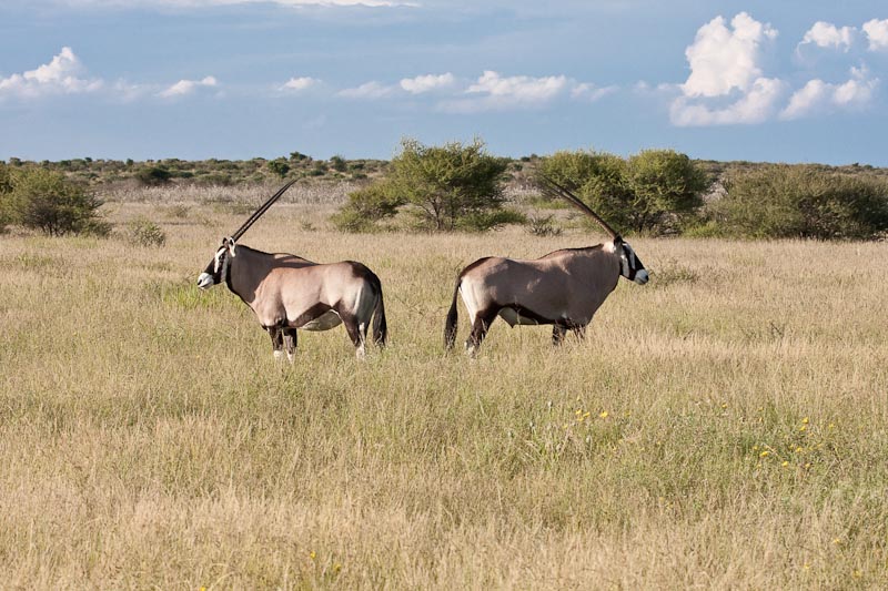 Oryx (Gemsbok)