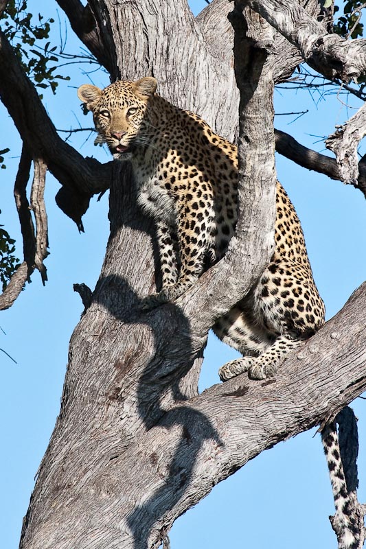 Leopard 2
