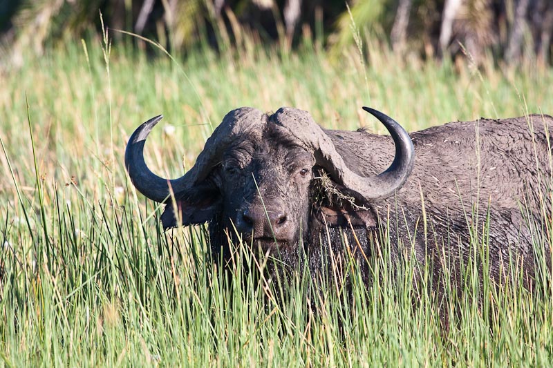 Cape Buffalo