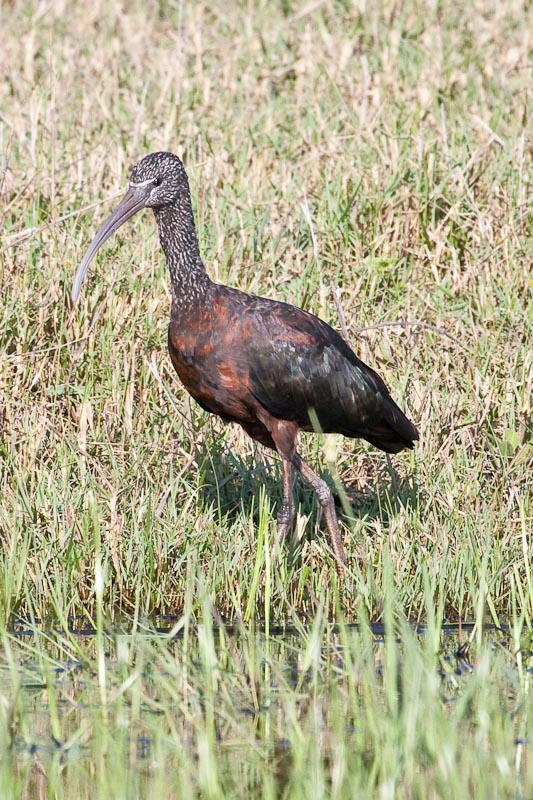 Hadeda Ibis