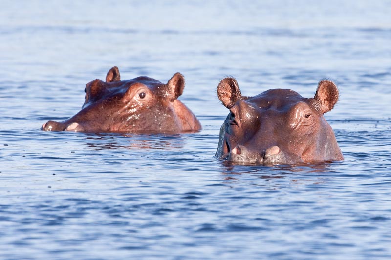 Hippos